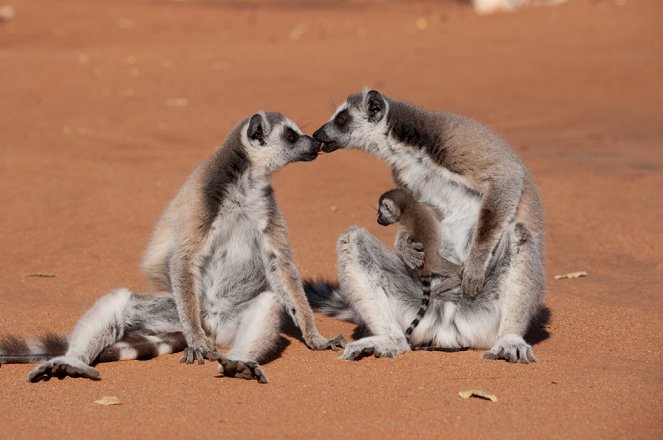 Ostrov lemurov: Madagascar 3D - Z filmu