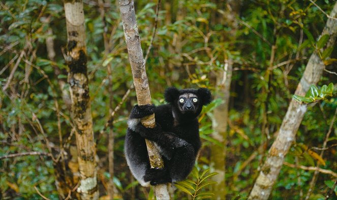 Island of Lemurs: Madagascar - De la película
