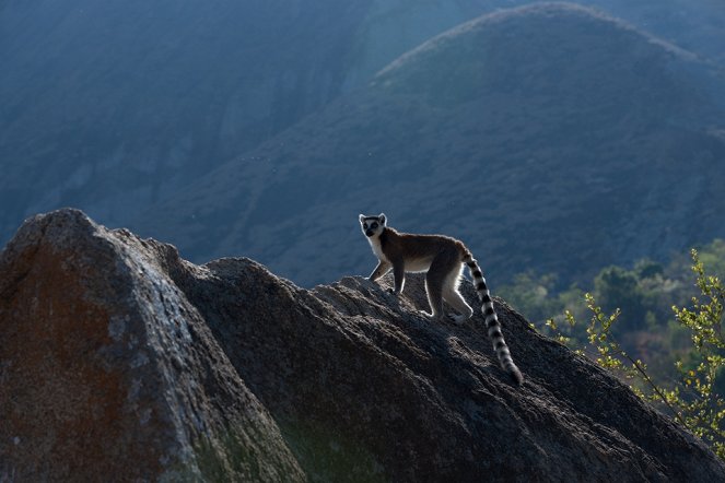Ilha dos Lêmures - Madagascar - De filmes