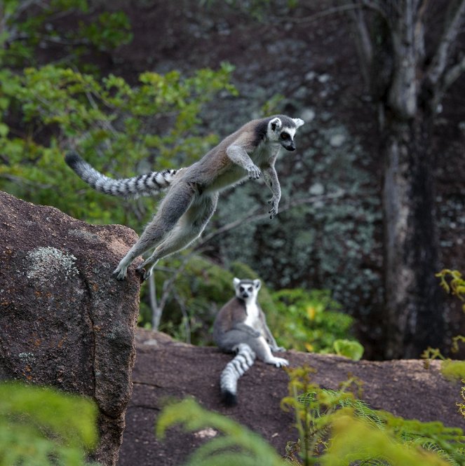 Island of Lemurs: Madagascar - Film