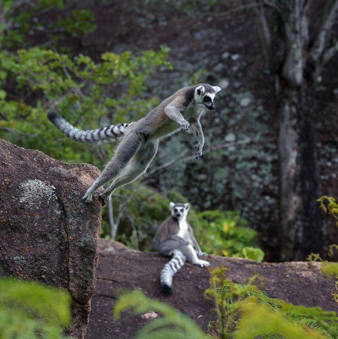 Island of Lemurs: Madagascar - Z filmu