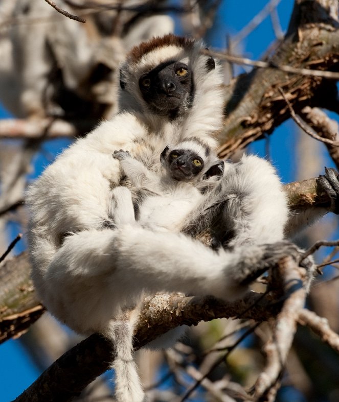 Madagaskar: Království lemurů 3D - Z filmu