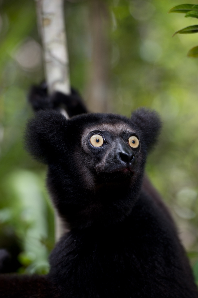 Island of Lemurs: Madagascar - Z filmu