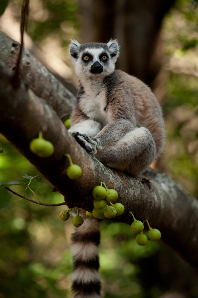 Madagaskar: Království lemurů 3D - Z filmu