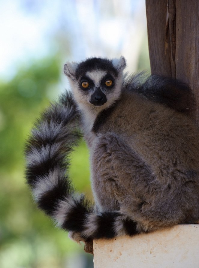 Ostrov lemurov: Madagascar 3D - Z filmu