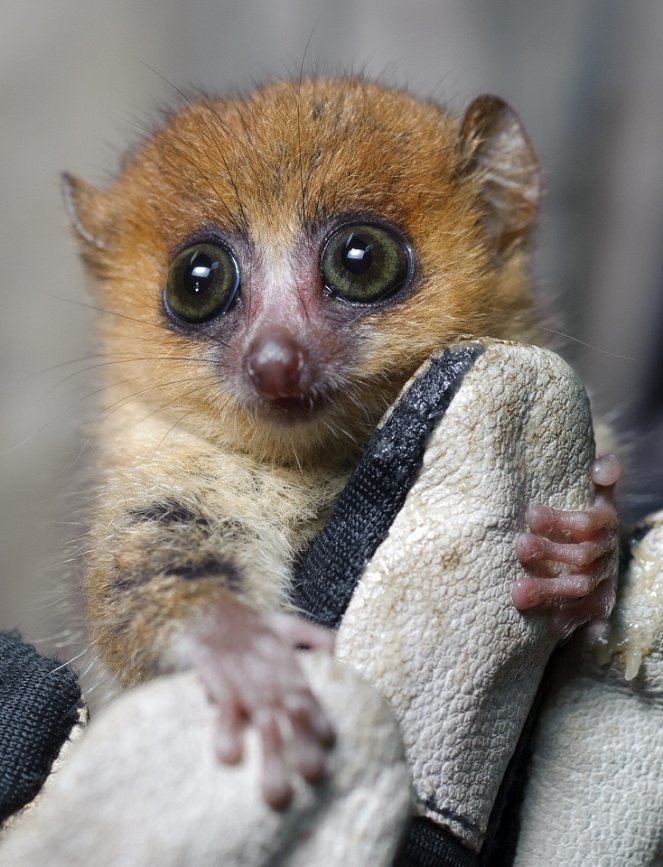 Madagaskar: Království lemurů 3D - Z filmu