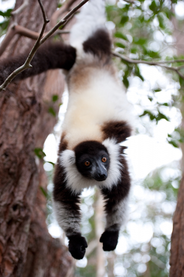 Island of Lemurs: Madagascar - Photos