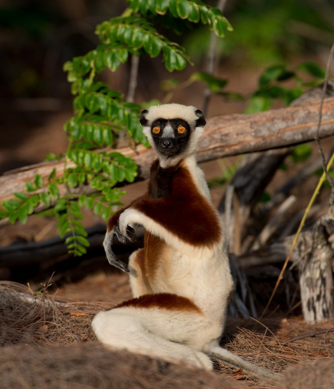 Island of Lemurs: Madagascar - Z filmu