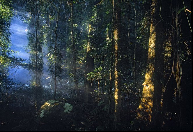 Rainforest – The Secret Of Life - Do filme