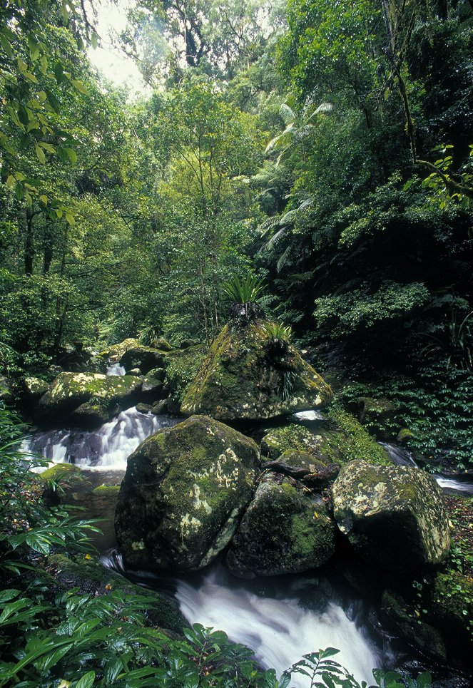 Rainforest – The Secret Of Life - De la película
