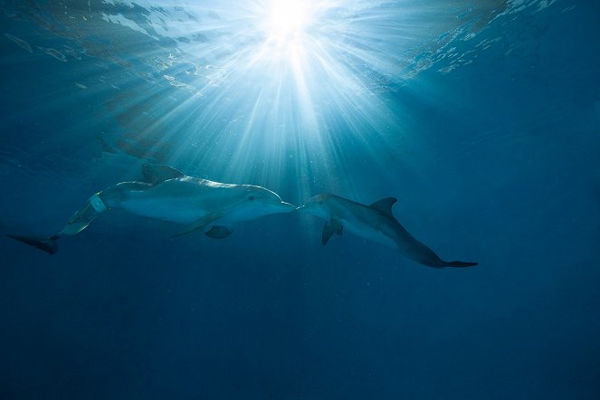 Dolphin Tale 2 - Photos