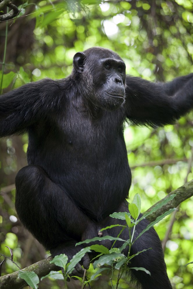 Natural World - Season 29 - Chimps of the Lost Gorge - Filmfotos