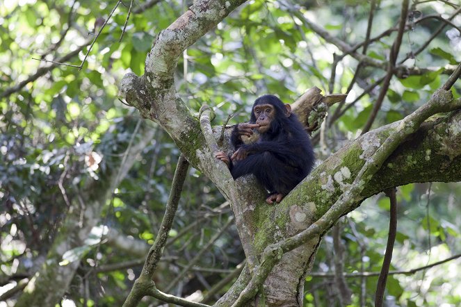 Prirodzený svet - Chimps of the Lost Gorge - Z filmu