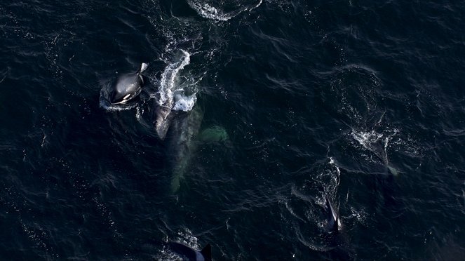 War of the Whales: Orca Attack! - De la película