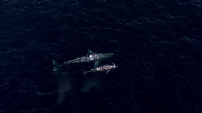 War of the Whales: Orca Attack! - De la película