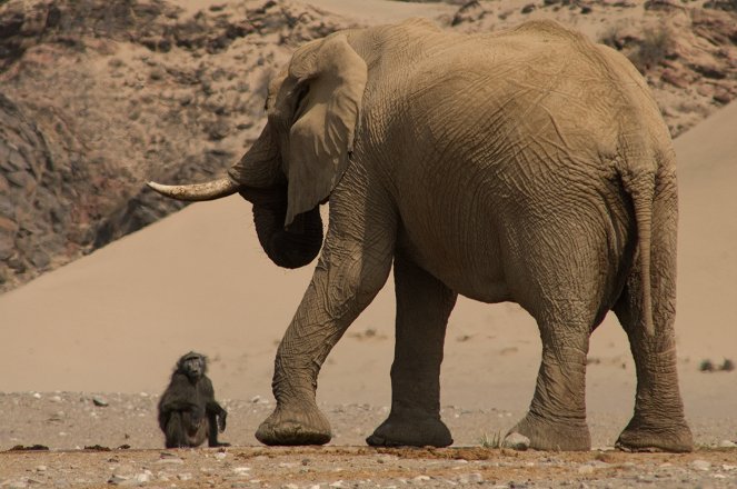 Namibia’s Desert Kingdom - De la película