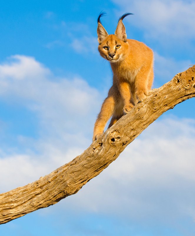 Namibia’s Desert Kingdom - Filmfotos