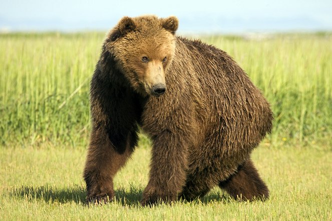 The Natural World - The Last Grizzly of Paradise Valley - Photos