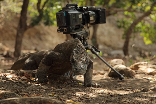 A természeti világ - Komodo: Secrets of the Dragon - Filmfotók