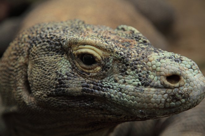 Natural World - Komodo: Secrets of the Dragon - Filmfotos