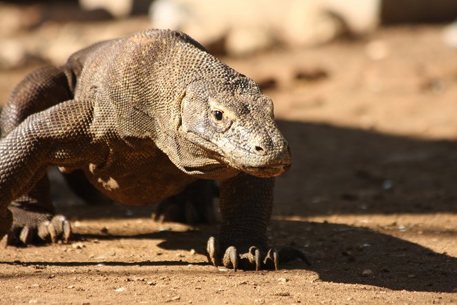 The Natural World - Komodo: Secrets of the Dragon - Photos