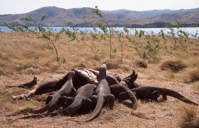 The Natural World - Season 30 - Komodo: The Deadly Bite - Photos