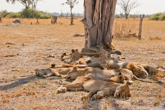 Wildes Botswana: Löwenbrüder - Filmfotos