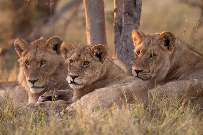 Wild Botswana: Lion Brotherhood - Kuvat elokuvasta