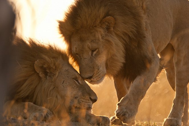 Wild Botswana: Lion Brotherhood - Photos