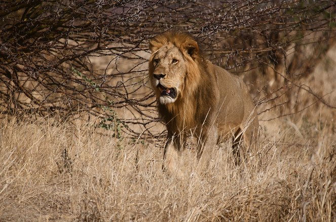 Lion Battle Zone - Photos