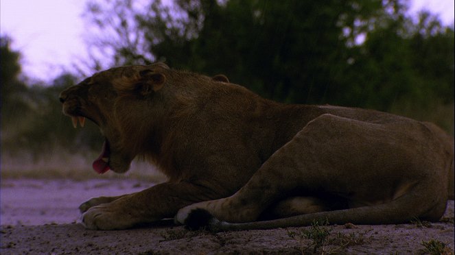 Lion Battle Zone - Van film