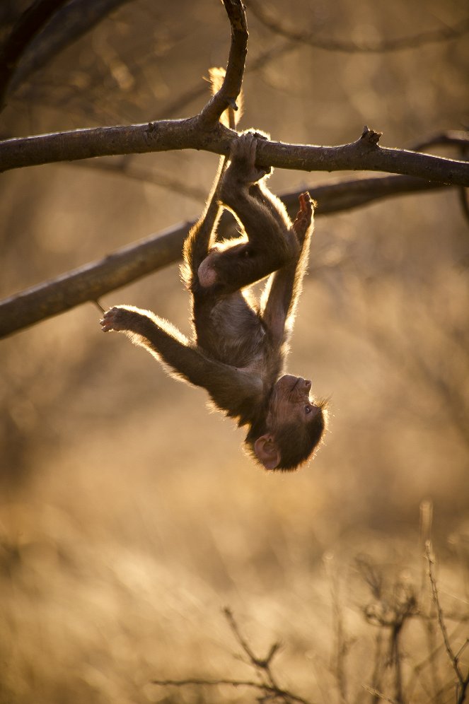A természeti világ - Living with Baboons - Filmfotók