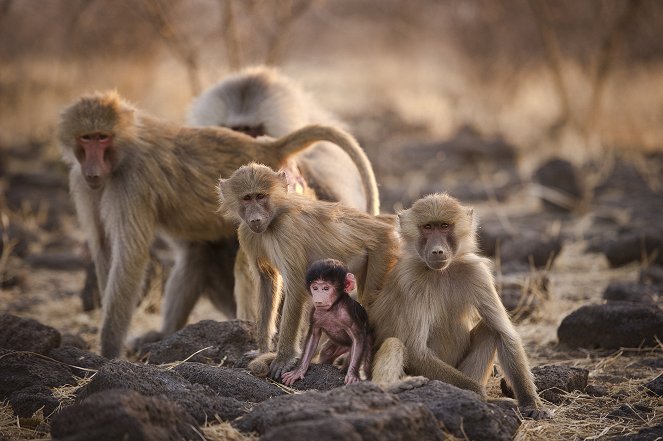The Natural World - Living with Baboons - Kuvat elokuvasta