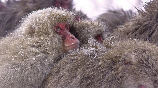 Wild Japan: Snow Monkeys - De la película