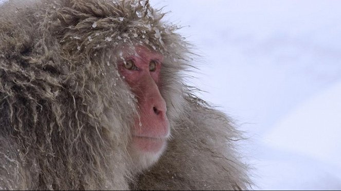 Wild Japan: Snow Monkeys - Do filme