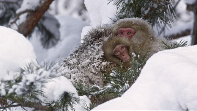 Divoké Japonsko: makaci červenolící - Z filmu