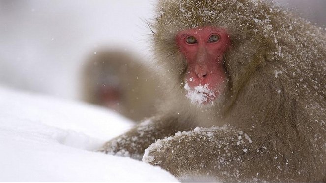 Divoké Japonsko: makaci červenolící - Z filmu