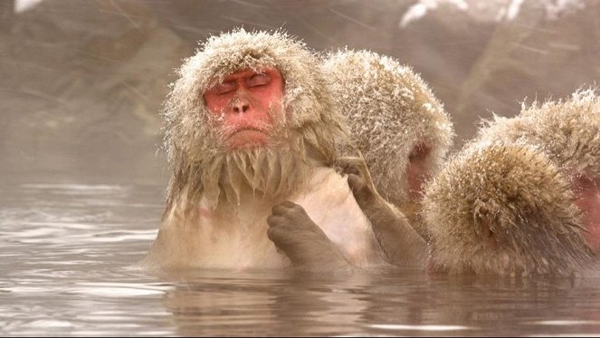 Wild Japan: Snow Monkeys - Do filme