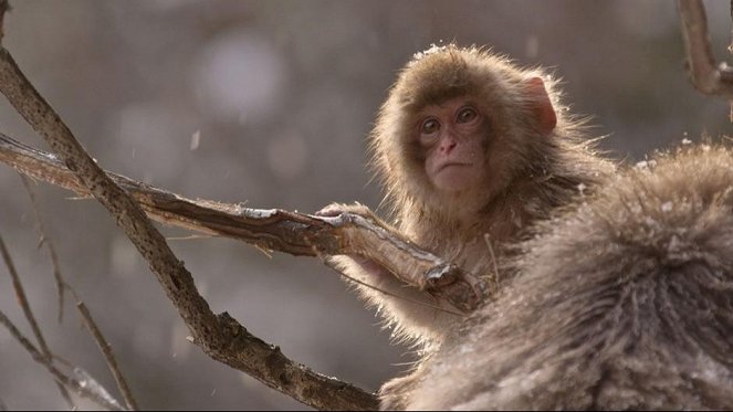 Wild Japan: Snow Monkeys - Photos