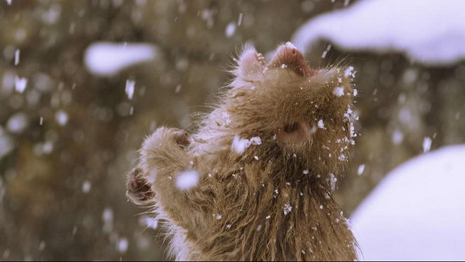 Wild Japan: Snow Monkeys - De la película