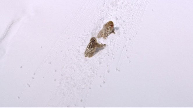 Hiro - Der kleine Schneeaffe - Filmfotos