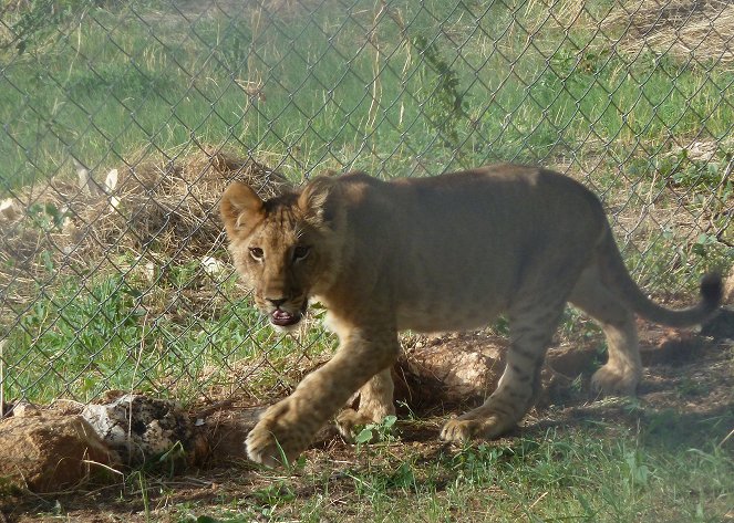 Martin Clunes & a Lion Called Mugie - Film