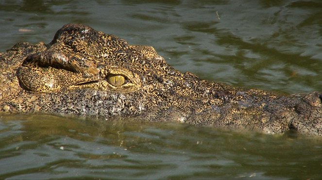 L'Oeil du crocodile - Van film
