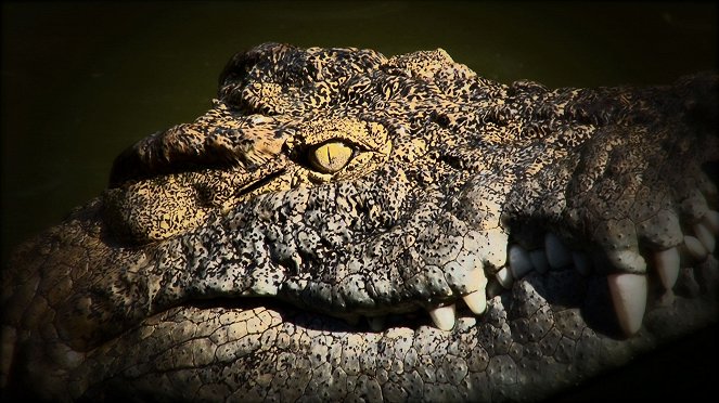 L'Oeil du crocodile - Filmfotos
