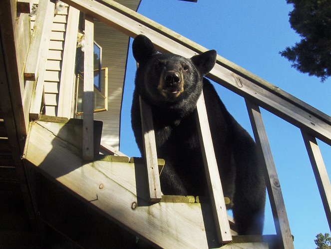 Natural World - Season 28 - Bearwalker of the Northwoods - Filmfotos