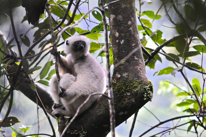 Natural World - Madagascar, Lemurs and Spies - Filmfotos