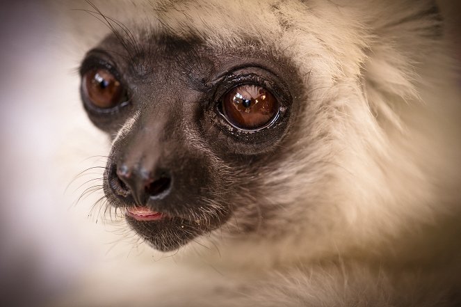 The Natural World - Season 30 - Madagascar, Lemurs and Spies - Van film