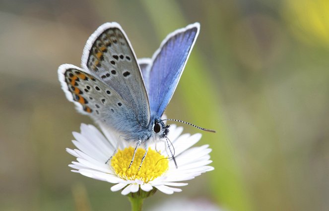 The Natural World - Butterflies: A Very British Obsession - Z filmu