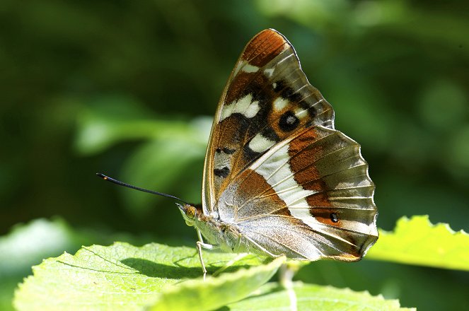 The Natural World - Butterflies: A Very British Obsession - Z filmu