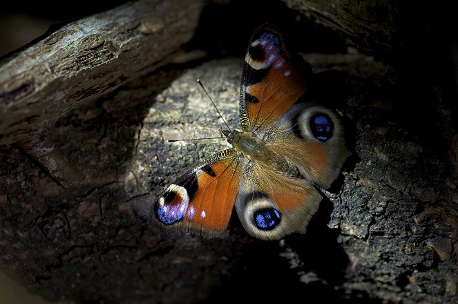 The Natural World - Butterflies: A Very British Obsession - De la película